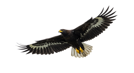 Majestic Eagle Soaring with Wings Spread Showcasing Feather Details and Yellow Beak