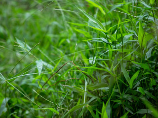 fresh green plants grass in nature. Natural green background with leaf and drops of water.