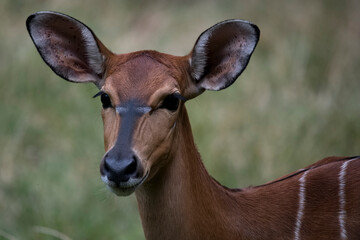 Fototapeta premium The Lowland Nyala or simply Nyala (Tragelaphus angasii).