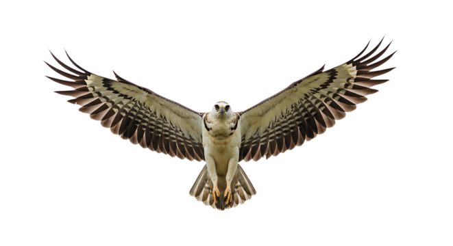 Majestic Whitebreasted Hawk in MidFlight Displaying Detailed Wing Patterns