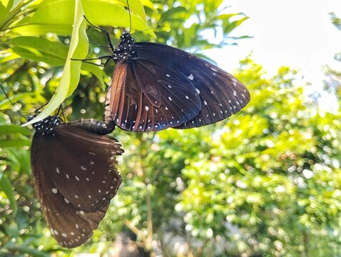 Striped blue crow butterfly (Euploea mulciber) on the tree in outdoor garden 