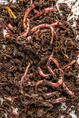 Many living earthworms for fishing in the soil, background