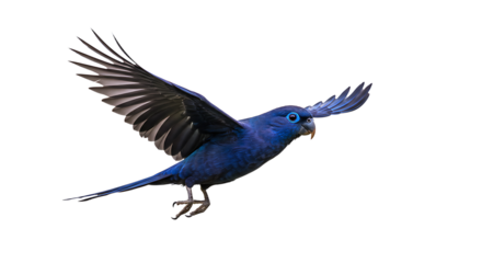 Vivid Blue Parrot in Flight Wings Spread Wide