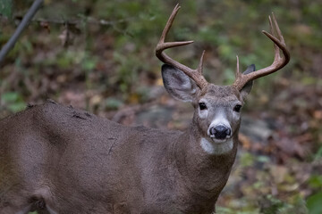 The White-Tailed Deer (Odocoileus virginianus), also known commonly as the Whitetail, and the Virginia Deer.