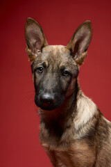 A wolfdog looks directly at the camera with a focused expression against a deep red background. The rich color enhances the dog's strong features and attentive gaze.