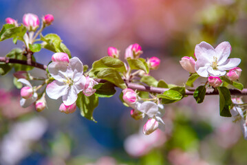 appletree blossom branch in the garden in spring
