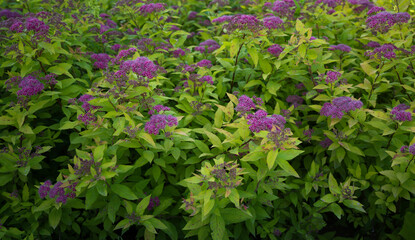 Shrub of Spiraea japonica bloom background