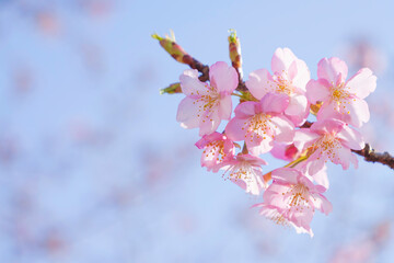 Petals of Kawazu cherry blossoms in spring, close-up, beautiful scenery of Japan