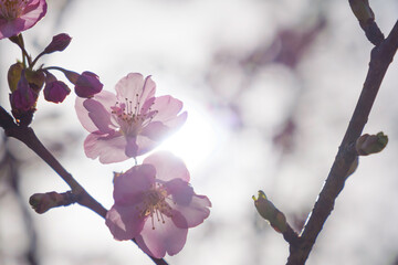Petals of Kawazu cherry blossoms in spring, close-up, beautiful scenery of Japan