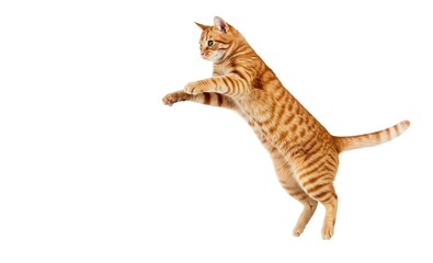 Playful Cat Jumping or Standing on Hind Legs