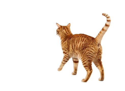 Rear View of Walking Orange Tabby Cat