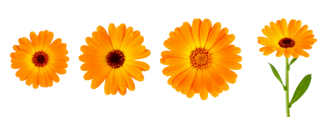 A vibrant display of yellow flowers showcasing unique petal shapes and textures.