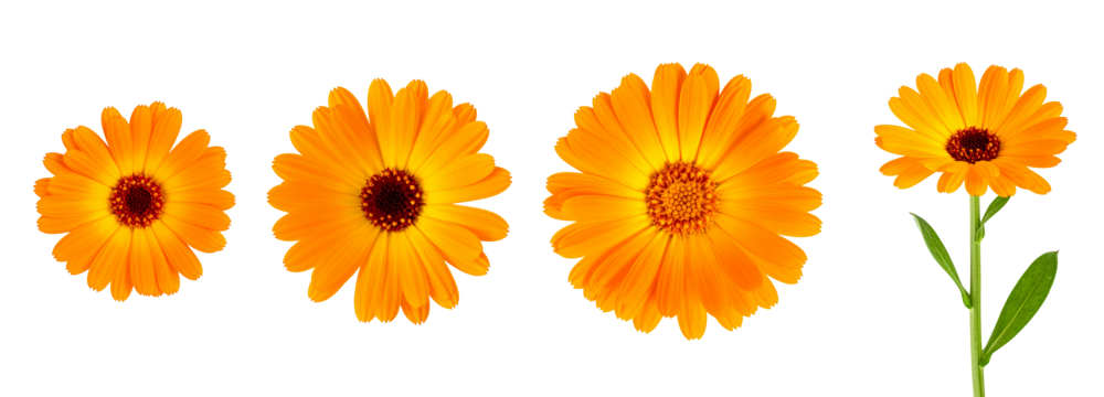 A vibrant display of yellow flowers showcasing unique petal shapes and textures.