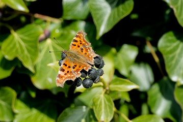Comma butterfly (Polygonia c-album) perched on hedge (hedera helix) in Zurich, Switzerland