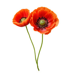 Obraz premium poppy flower isolated on white background