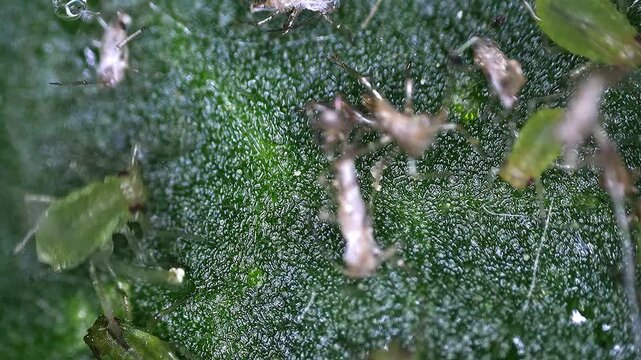 greenflies on a mallow leaf in a microscopic view