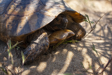 Naklejka premium Land Turtle close up. Testudo horsfieldii, Mediterranean tortoise, sand turtle lies in the shade of a palm tree. 