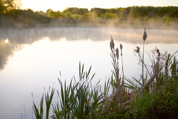 Sunrise light on pond or lake. Mist or steam over water. Cane or typha plants. 