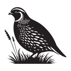 Hidden Trail Quail silhouette – Quail illustration – Minimalist Quail vector – Bird silhouette

