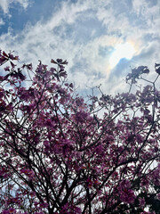 A view of the Tabebuia rosea tree with blossomed flowers and the sky is full of clouds