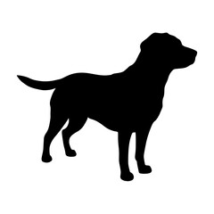 Black Icon Silhouette of American Labrador Retriever Dog in a Standing Pose