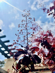 A view of the Tabebuia rosea tree with blossomed flowers and the sky is full of clouds