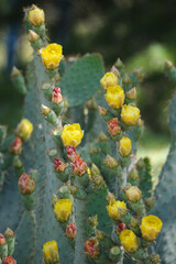 yellow blooming flowers on a prickly pear cactus © Lauren