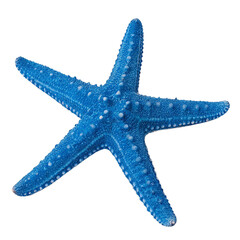 starfish isolated on transparent background