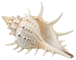 Exotic horned white sea shell isolated on transparent background
