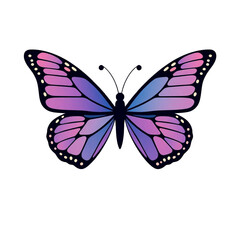 Butterfly vector illustration with colorful wings on white background
