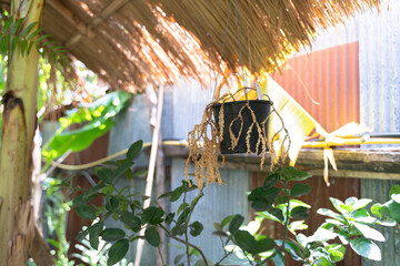 Withered plant hanging in a black pot under a thatched roof, surrounded by green leaves and rustic backyard elements in bright sunlight.