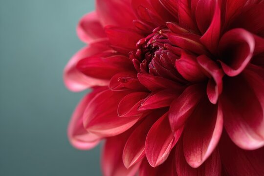 Close-up of a vibrant red dahlia flower.