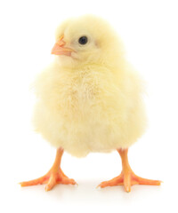 Small yellow chicken