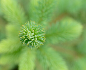 Natural background branch of spruce.
