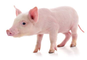 Pig on white