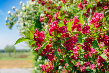 Weigela florida bristol ruby, flowers, caprifoliaceae