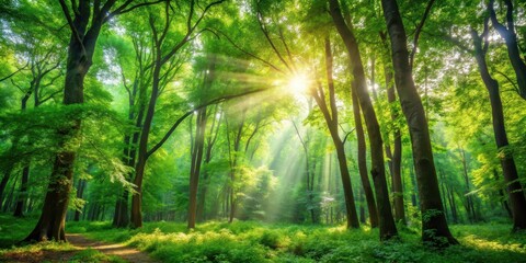 Obraz premium Dense foliage and sunlight filtering through trees in a tranquil forest setting