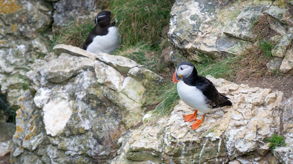 Beautiful Puffin Perched on the Cliff Edge