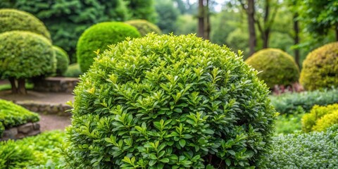 Dense foliage of euonymus bush with small leaves in a garden setting, trees, plants,  trees, plants, foliage,gardening