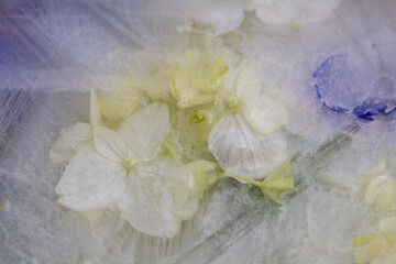 frozen flowers and leaves of white hortensia and blue geranium  in close up artistic background 