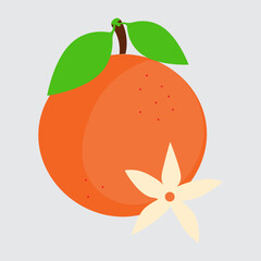 Set of orange fruit and flower on isolated background. Flat vector illustration of citrus. Vector.