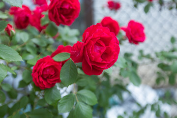 Vibrant Red Garden Roses in Full Bloom Against a Blurry Background