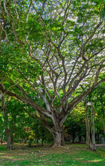 Majestic Ancient Tree with Spreading Canopy and Lush Green Foliage in Park.Old Growth Giant Tree: Intricate Branches and Wide Canopy in a Serene Garden