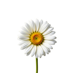 Close-up View of a Beautiful White Daisy Flower with Yellow Center Against a Plain Background