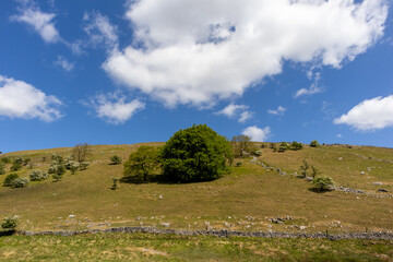 Obraz premium Hilly landscape with trees growing with blue sky and white fluffy clouds