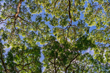 Fototapeta premium Sunlight Filtering Through Green Foliage: Upward Perspective of Forest Canopy..Serene Nature Scene: Tree Crowns and Branches Forming a Pattern Against Blue Sky