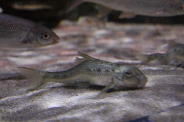 The view of freshwater aquarium with tropical fish, shrimps and water plants