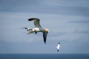 Gannet Flying Over the North Sea