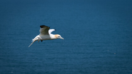 Gannet Flying Over the North Sea