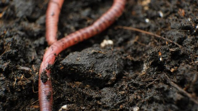 Earthworm on Soil Close-Up Macro View Place For Text
